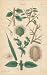 BARBS or PROTECTION on plant life, Plate 45 Illustration by John Miller Botanical Studies from 1789 Vinyl Sticker. Featured plants: Box-leaved Staff Tree, Blackthorn (Sloe), Milk Thistle, Adam's Needle, Common Nettle.