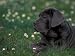 Black Neopolitan Mastiff Puppy Lying in Grass Photographic Poster Print by Adriano Bacchella, 12x9
