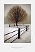 Solitude by David Lorenz Winston poster print,24 in. x 36 in.