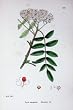 Botany Plants C1902 Mountain Ash Pyrus Aucuparia Flower