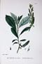 Botany Plants C1902 Tea Leaved Sallow Salix Tenuior