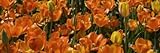 IMAGE OF Panoramic Detail of a Bed of Tulip Flowers Premium Photographic Poster Print by Paul Sutherland, 8x24