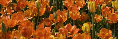 Panoramic Detail of a Bed of Tulip Flowers Premium Photographic Poster Print by Paul Sutherland, 8x24