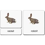 AnimalKingdom3-PartReadingCards