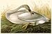 Trumpeter Swan - Movie Poster / Print -- Custom Framing Available