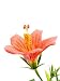 Dwarf Hibiscus Flower - 36