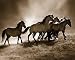 Wild Horses Art Print Poster - 8x10 Art Poster Print by Lisa Dearing