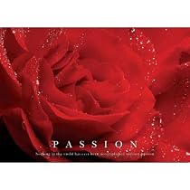 Passion - Red Rose, Art Poster Print - 61x91 cm