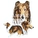 Collie Night Light