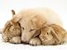 White German Shepherd Dog Puppy and Sandy Lop Baby Rabbits Photographic Poster Print by Jane Burton, 16x12