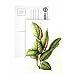 Rubber Plant, 1999 (w/c on paper) by Annabel Barrett - Postcard (Pack of 8) - 6x4 inch - Art247 Highest Quality - Standard Size - Pack Of 8