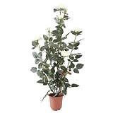 f-DECO ���[�Y�z���C�g 90cm