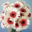 Birthday Daisies Fresh Cut Gerbera Daisies