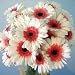 Birthday Daisies Fresh Cut Gerbera Daisies