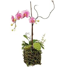 Cymbidium Faux Floral Arrangement in Twig Pot