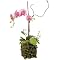 Cymbidium Faux Floral Arrangement in Twig Pot