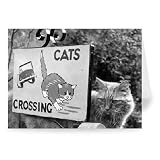 Cat Crossing - Greeting Card (Pack of 2) - 7x5 inch - Art247 - Standard Size - Pack Of 2