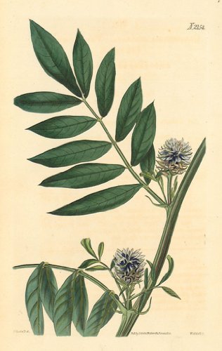 Curtis 1820 Antique Botanical Engraving of the Prickly - Headed Liquorice