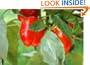 How to Garden Peppers the Easy Way!