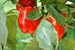 How to Garden Peppers the Easy Way 41FjbWxT8TL. SL75 How to Garden Peppers the Easy Way