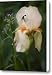 Peach Iris and Dames Rocket Buds Canvas Print / Canvas Art - Artist Teresa Mucha
