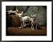 Close View of Foxtail Barley Grass in Buffalo Gap National Grassland Framed Photographic Poster Print by Annie Griffiths Belt, 30x24