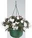 Duraco #DCHB12 EGRN 12x6EverGRN Hang Basket