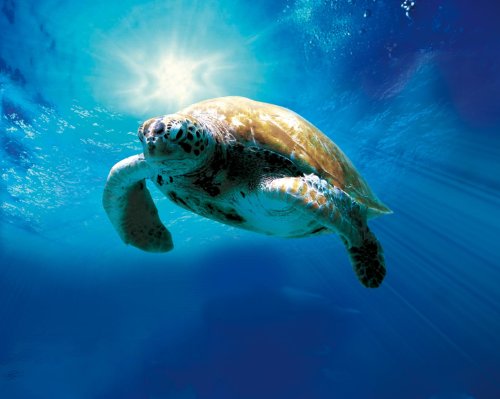 Tortuga - Die unglaubliche Reise der Meeresschildkröte