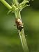 Hawthorn Shield Bug on Umbellifer, Middlesex, UK Photographic Poster Print by Elliott...