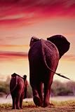 Safari LTD elephant and calf laminated poster 41FlB7AyjhL. SL160 Safari LTD elephant and calf laminated poster