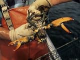 Fisherman Measuring an American Lobster Caught Off of Massachusetts Photographic Poster Print by Michael Melford, 40x30