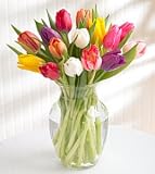 30 Multi Colored Tulips