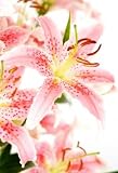 Lilies, Pink Oriental, Wholesale, 80 Flowers