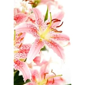Lilies, Pink Oriental, Wholesale, 80 Flowers