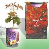 The Patent Magic Plant- Maple Tree