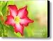 Floral background. Desert rose. Canvas Print / Canvas Art - Artist MotHaiBaPhoto Prints