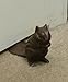 Chipmunk Cast Iron Doorstop Wedge Statuary