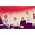 Thumbnail image of Arctic Monkeys