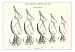 Chapman's Spoon Lures Sports Art Poster Print, 18x13