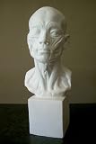 Plaster Casting- Life Sized Human Head and Neck