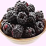 Faeries Finest Flavor Extract, Boysenberry, 2.0 Ounce