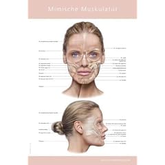 Mimische Muskulatur Poster