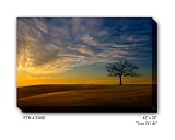 TREE OF LIFE - Gallery Wrapped, Stretched Canvas Photograph