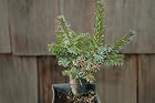 Picea Omorika Kuschel - Serbian Spruce Tree - Pot Size 4 Inch