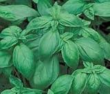 BASIL ITALIAN Large Leaf Ocimum Basilicum --- 500 Herb Seeds