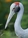 Brolga Crane at the International Crane Foundation, Baraboo, Wisconsin Art Styles Pho...