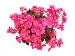 Red Begonia - 36