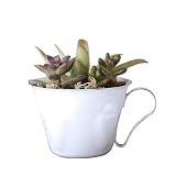 solxsol �����A�� Enamel mug cup ��̃T�C�Y�F��90�~���s70�~����60(mm) 10918