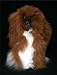 Soft Cuddly Alpaca Stuffed Animal Hand Made Pet Dog Teddy Bear APD_WHITEBROWN10_081