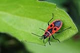 Red Bug - 24